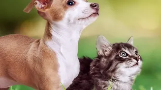 A Shy Pet Can Join Later if It Chooses