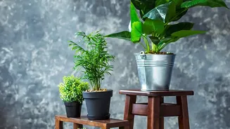 Practical Green Decor Choices That Clean Indoor Room Air During Harsh Delhi-NCR Winter Smog