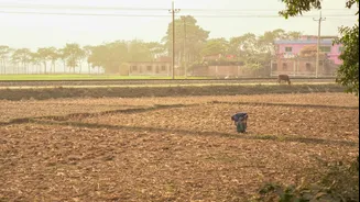 Accurate Weather Forecasts Key to Reducing Crop Losses in India