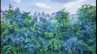 Why Native Plants Work Best For Terrace Cooling Gardens In Indian Cities