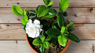 Balcony Gardening Is Easier With Flowering Plants That Love Moist Conditions
