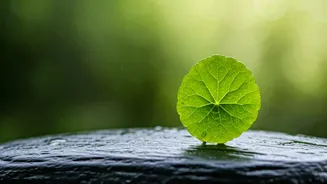 Unlocking Nature's Pharmacy: A Deep Dive into Gotu Kola's Health Secrets