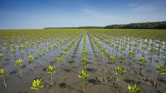 Eastern Coast Mangrove Afforestation Drives Reduce Storm Surge Damage Through Community Action Programs