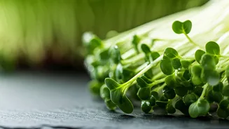 Ditch Multivitamins, Eat Home Grown Broccoli Microgreens For Instant Health