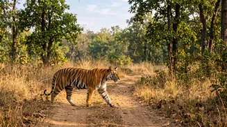 India's safari options range from tiger reserves to leopard and elephant landscapes Is Easier To Understand Through Sightings are never guaranteed
