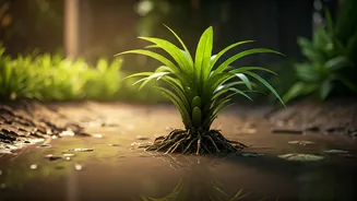 Waterlogging Is The Silent Plant Killer In Rain