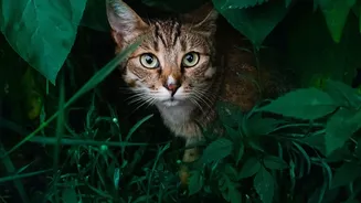 Cats Need Quiet Hiding Spaces in Busy Apartment Homes