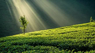 Darjeeling And Sikkim Become Epic Misty Wonderlands This Week