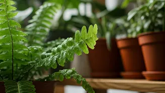 Monsoon Plant Tips Every Beginner Should Bookmark