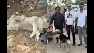 'Indians Want Rights Without Responsibility': 40 Huskies Abandoned In Hyderabad, Internet Blames Pretentious Pet Culture