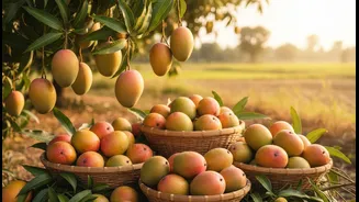 Can Mango Festivals improve grower knowledge, tourism and local food economies without short-term festival hype?