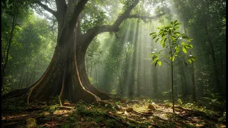 Drought Risk Across Tall And Small Tropical Trees Gives Climate Readers, Ecologists And Students A New Planning Question