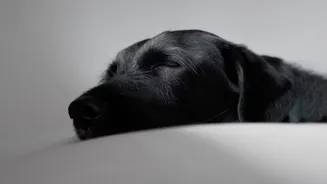 Managing Pet Thunderstorm Anxiety: Indoor Techniques And Sound Therapy For Urban Dogs