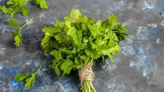 Using Parsley In Everyday Home Cooking: Parsley Recipe Ideas In Focus