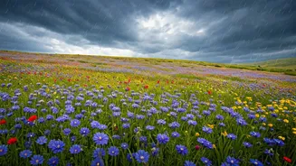 Valley Of Flowers Turns Rain Into Reward