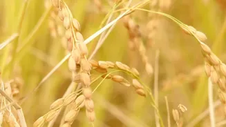Uneven September Rainfall Could Influence India’s Winter Crop Prices