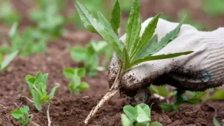 5 gardening exercises that help boost mental health