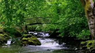 5 ways to use nature sounds to soothe your nerves