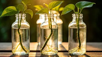 Clear Glass Bottles Upcycled Into Gorgeous Money Plant Propagation Displays