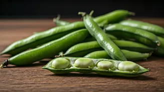 High-Protein Fava Beans Are Recipe Feed Gold
