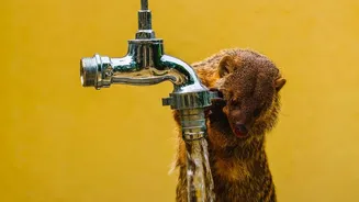 Indian Pet Owners Are Building Simple Rainy-Season Routines Around Hygiene And Parasite Prevention