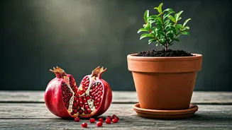 Grow Your Own Pomegranates: Bengaluru Gardener's Bucket Method Revealed!