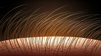 Hair Transplant Permanence: A 500-Case Study Unveils Lasting Solutions