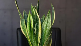 Why Adding Low-Maintenance Indoor Foliage Reduces Stress And Brightens Up Small Work-From-Home Desks