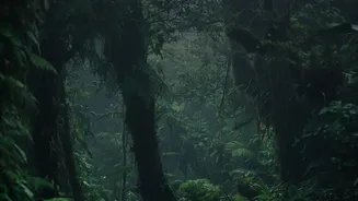 India's Forests Are Feeling The Impact Of A Less Predictable Rainfall Pattern