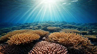 Andaman Beaches Get A Scuba-Powered Travel Upgrade