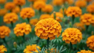 Surprising health benefits of marigold flowers