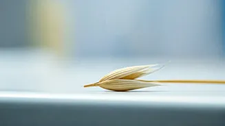 Oats: The Superfood Debate – Unpacking the Downsides Doctors Want You to Know