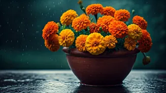 Marigolds Bring Festival Colour To Monsoon Pots