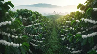 Coorg Coffee Estates Enter Peak Instagrammable Phase Cheaply This Month