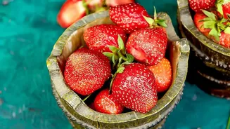 India's Indigenous Strawberry Project: A Closer Look at Climate-Ready Horticulture