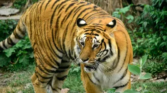 Four women killed in tiger attack while collecting tendu leaves in Maharashtra’s Chandrapur