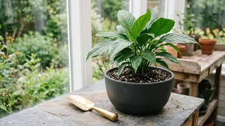 Change Houseplant Soil Safely At Home With This Simple Beginners Guide To Repotting