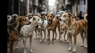 100 Dogs Poisoned To Death Near Hyderabad Days After Over 500 Canines Killed Across Telangana