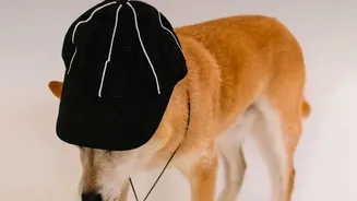Dogs Can Be Socially Skilled without Behaving Like a Familiar Household Pet