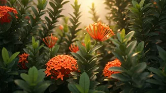 Native Plants Are Taking Over Gardens