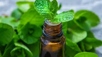 Leftover mint and coriander stems power flavourful zero waste herb oil infusions