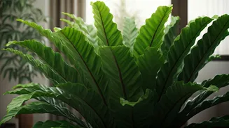 Bird's Nest Ferns Give Homes Jungle Energy Safely