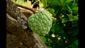 Understanding Seasonal Fruits in India: A Guide to Fresh Produce