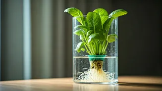 Indoor Greenery Just Got Cleaner And Less Stressful