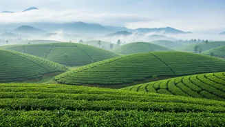 Why Assam's Rainy-Season Beauty Is Winning Over Nature Travellers