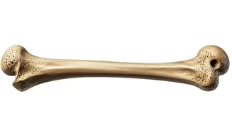 10 Bone-Health Secrets From an Orthopedic Surgeon