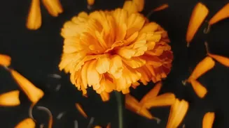 Why Marigolds And Chrysanthemums Are Easy-To-Grow October Flowers For Indian Apartment Gardeners