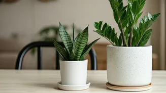 Pest-Free Indoor Plants Are Having A Home Moment