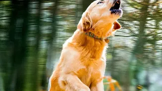 Why Ignoring Pet Bad Breath Allows Harmful Bacteria To Spread Throughout Your Pet's System