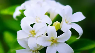 African Jasmine: A sweet new garden star